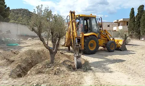 Χωματουργικές εργασίες ανάμεσα σε ελιές